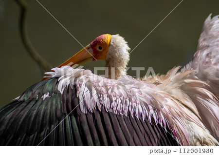 ネオパークオキナワのアフリカトキコウ ネオパークオキナワのアフリカトキコウ 112001980