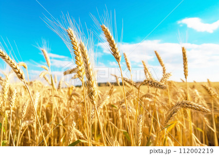 青空の下の小麦畑 青空の下の小麦畑 112002219