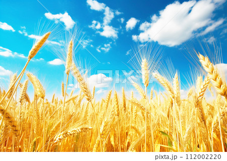 青空の下の小麦畑 青空の下の小麦畑 112002220