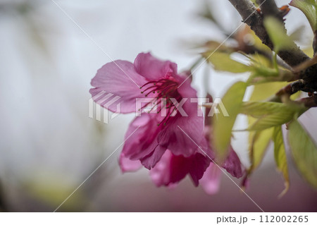 桜 さくら サクラ 112002265