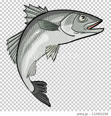 跳躍的魚——鱸魚 112002288