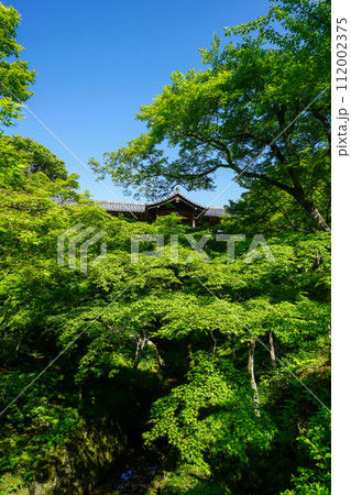 東福寺境内の青もみじ 112002375