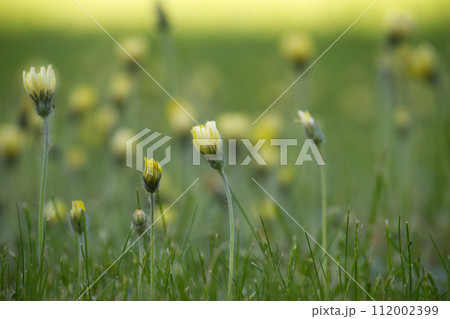 Field is densely populated with yellow daisies flowers 112002399
