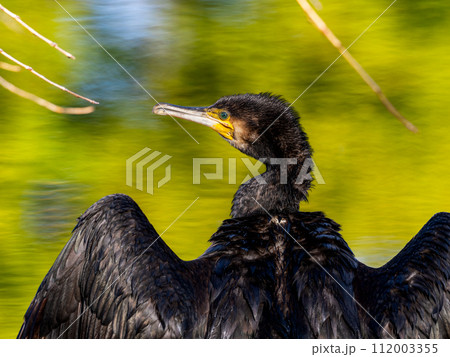 羽を広げるカワウ 112003355