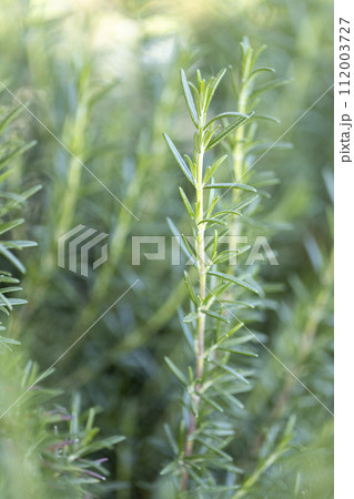 Fresh Rosemary Herb grow outdoor. Rosemary leaves Close-up. Fresh Rosemary Herb grow outdoor. Rosemary leaves Close-up. 112003727