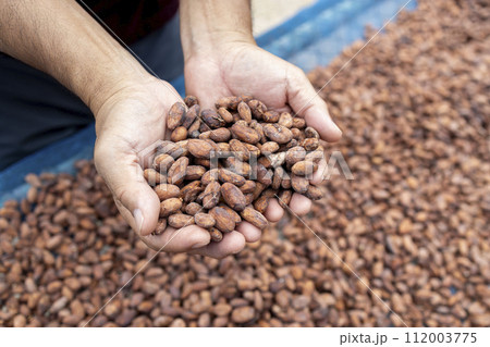Cocoa beans and cocoa pod on a wooden surface. Cocoa beans and cocoa pod on a wooden surface. 112003775