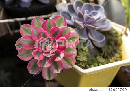 Succulent macro photo. Deep green natural plant. Succulent macro photo. Deep green natural plant. 112003790