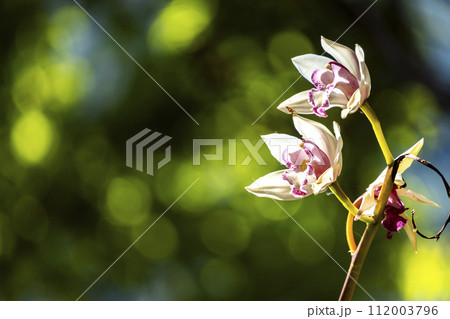 White phalaenopsis orchid flower on bokeh of green leaves background. Beautiful close-up of White phalaenopsis orchid flower on bokeh of green leaves background. Beautiful close-up of 112003796