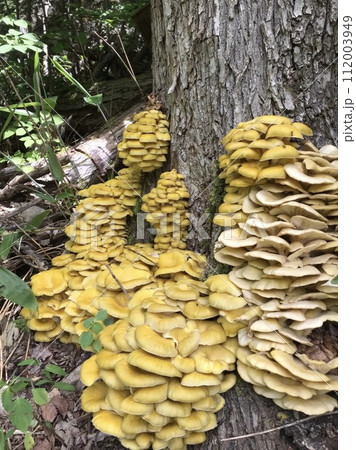 タモギ茸 112003949