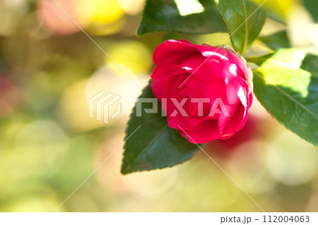 赤いサザンカの花 112004063