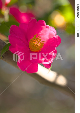 赤いサザンカの花 112004064