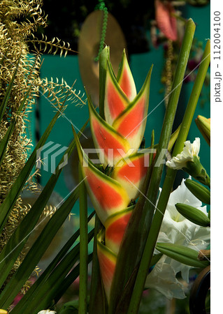 Cluster of Heliconia Rostrata Flowers 112004100