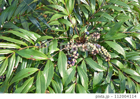 ホソバヒイラギナンテン（細葉柊南天） 112004114