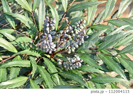 ホソバヒイラギナンテン（細葉柊南天） 112004115