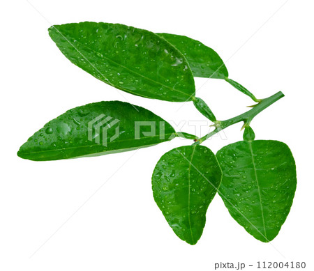 leaf  lemon with drop of water isolated 112004180