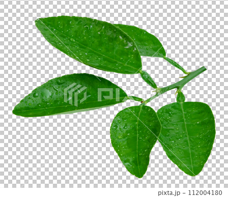 leaf  lemon with drop of water isolated 112004180