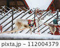 真っ白なトナカイ 112004379