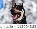 口を大きく開けたハスキー犬 112004383