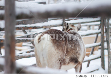 トナカイの可愛いおしり 112004385