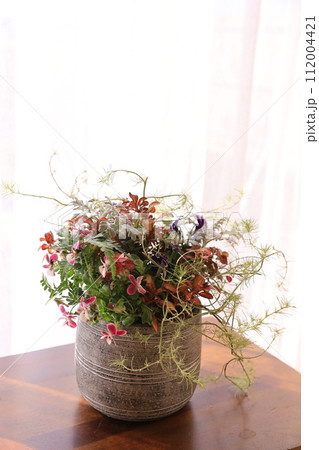 寄せ植え 112004421
