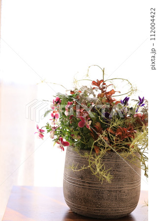 寄せ植え 寄せ植え 112004422