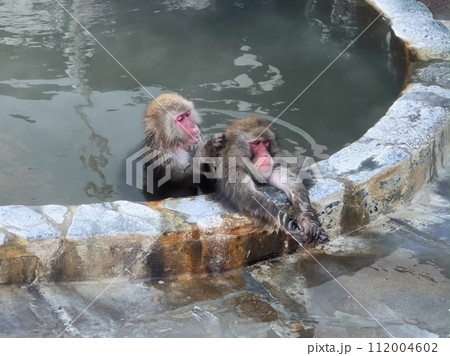 温泉に浸かる猿 温泉に浸かる猿 112004602