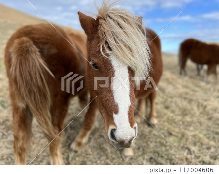 汐首山の野生馬 112004606