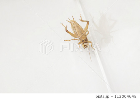 アルビノのヨーロッパイエコオロギ 112004648