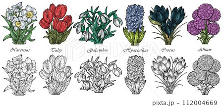 Hand drawn vector set with engraved illustrations of spring flowers - crocus, tulip, narcissus, galanthus, hyacinthus, allium 112004669