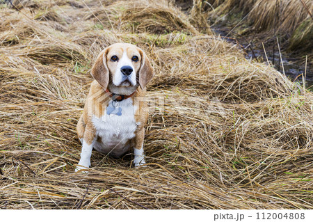 portrait of a beagle dog on a beautiful grass background after rain during hunting. portrait of a beagle dog on a beautiful grass background after rain during hunting. 112004808