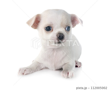 puppy chihuahua in studio 112005002