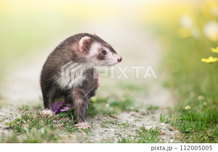 ferret in nature 112005005