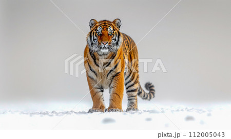 Panthera tigris on white background , AI generated 112005043