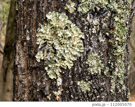 クヌギの樹皮に付いているウメノキゴケ 112005070