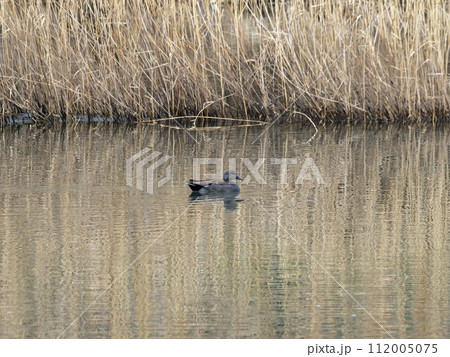 川にいるオスのオカヨシガモ 112005075
