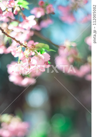 河津桜と空 河津桜と空 112005082