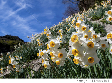 たくさん咲く水仙の花 たくさん咲く水仙の花 112005101
