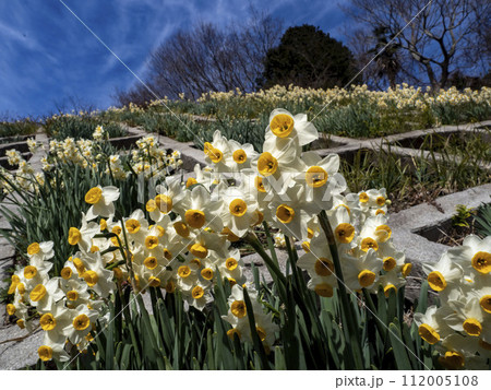 たくさん咲く水仙の花 112005108