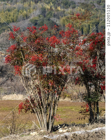 南天の実 112005130