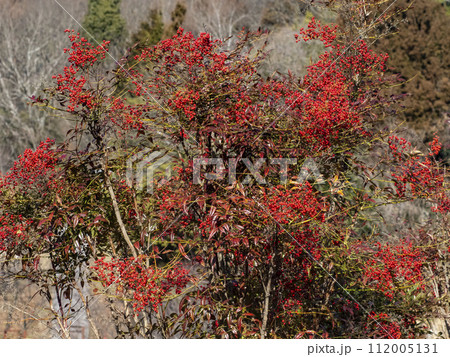 南天の実 南天の実 112005131