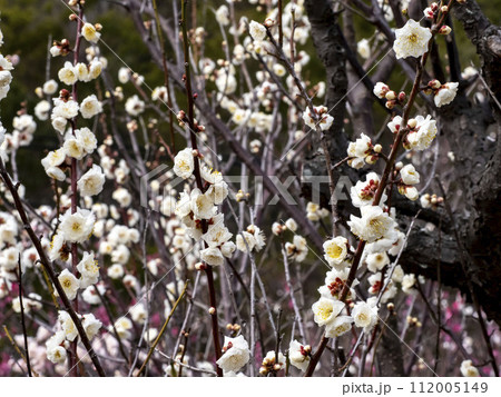八重咲きの白い梅の花 112005149