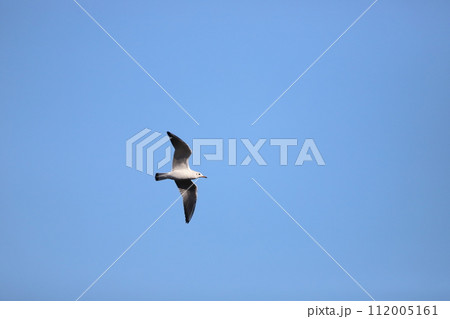 青空を飛ぶカモメ 青空を飛ぶカモメ 112005161