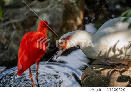 白いバリケンと赤いショウジョウトキ 白いバリケンと赤いショウジョウトキ 112005204