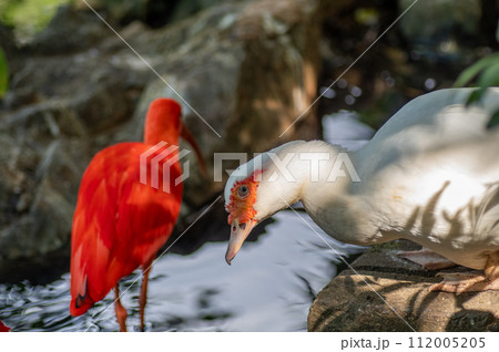 白いバリケンと赤いショウジョウトキ 白いバリケンと赤いショウジョウトキ 112005205