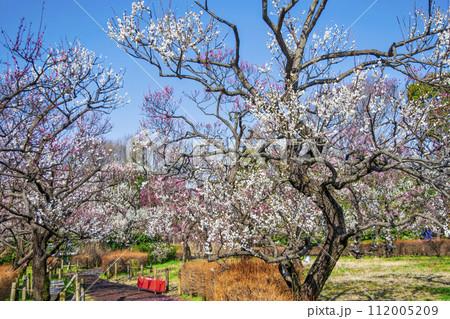 東京都　府中市　郷土の森梅まつり 112005209