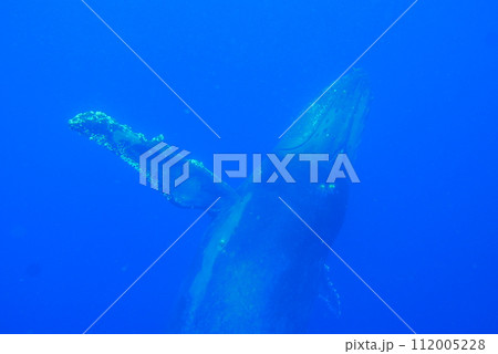 Whale Watching in Okinawa, Japan. From January to March, the ocean around Okinawa is full of action. It is the time of year when humpback whales can be seen in the waters around Okinawa islands. Whale Watching in Okinawa, Japan. From January to March, the ocean around Okinawa is full of action. It is the time of year when humpback whales can be seen in the waters around Okinawa islands. 112005228