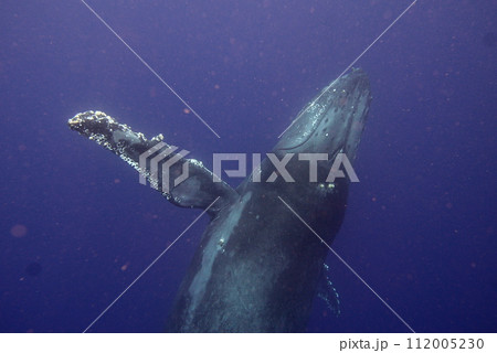 Whale Watching in Okinawa, Japan. From January to March, the ocean around Okinawa is full of action. It is the time of year when humpback whales can be seen in the waters around Okinawa islands. Whale Watching in Okinawa, Japan. From January to March, the ocean around Okinawa is full of action. It is the time of year when humpback whales can be seen in the waters around Okinawa islands. 112005230