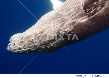 Whale Watching in Okinawa, Japan. From January to March, the ocean around Okinawa is full of action. It is the time of year when humpback whales can be seen in the waters around Okinawa islands. 112005282