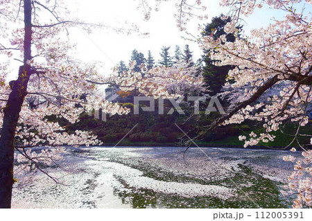満開の桜　花筏　松が岬公園　さくら　サクラ　ソメイヨシノ 112005391