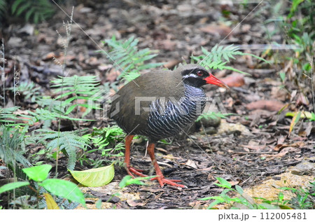 The Okinawa rail, Hypotaenidia okinawae is an endemic species bird found only in the Yamahara region of northern Okinawa Island, Japan, and was discovered in 1981. 112005481